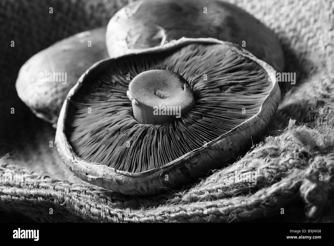 La vie encore de trois champignons portobello avec accent à l'avant du bord de champignons Banque D'Images