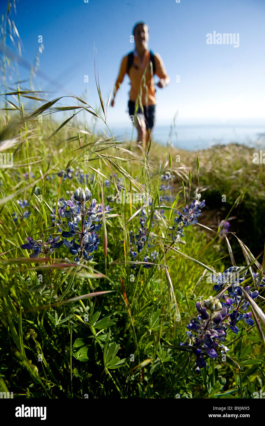 Une femme de la randonnée dans les collines d'herbe le long de la côte avec une fleur à l'avant-plan. Banque D'Images