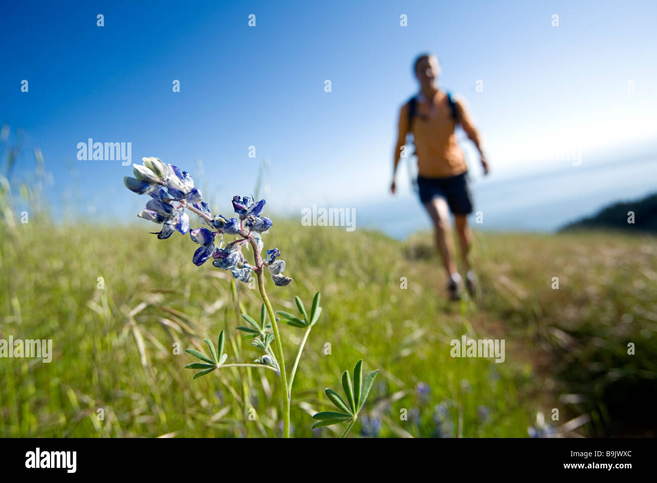 Une femme de la randonnée dans les collines d'herbe le long de la côte avec une fleur à l'avant-plan. Banque D'Images