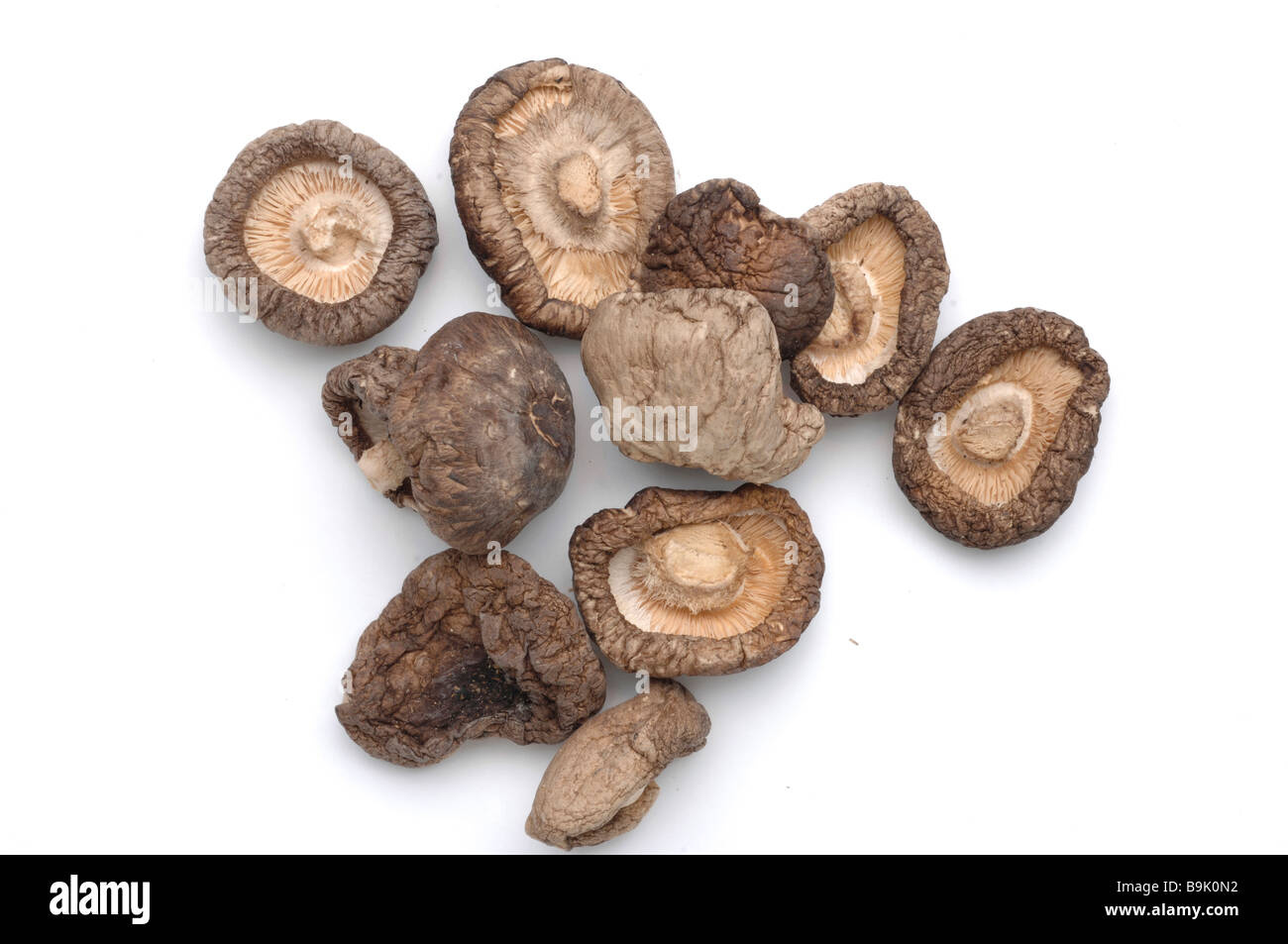Le shiitake Lentinula edodes est un champignon comestible originaire d'Asie utilisée comme plante médicinale et alimentaire Banque D'Images