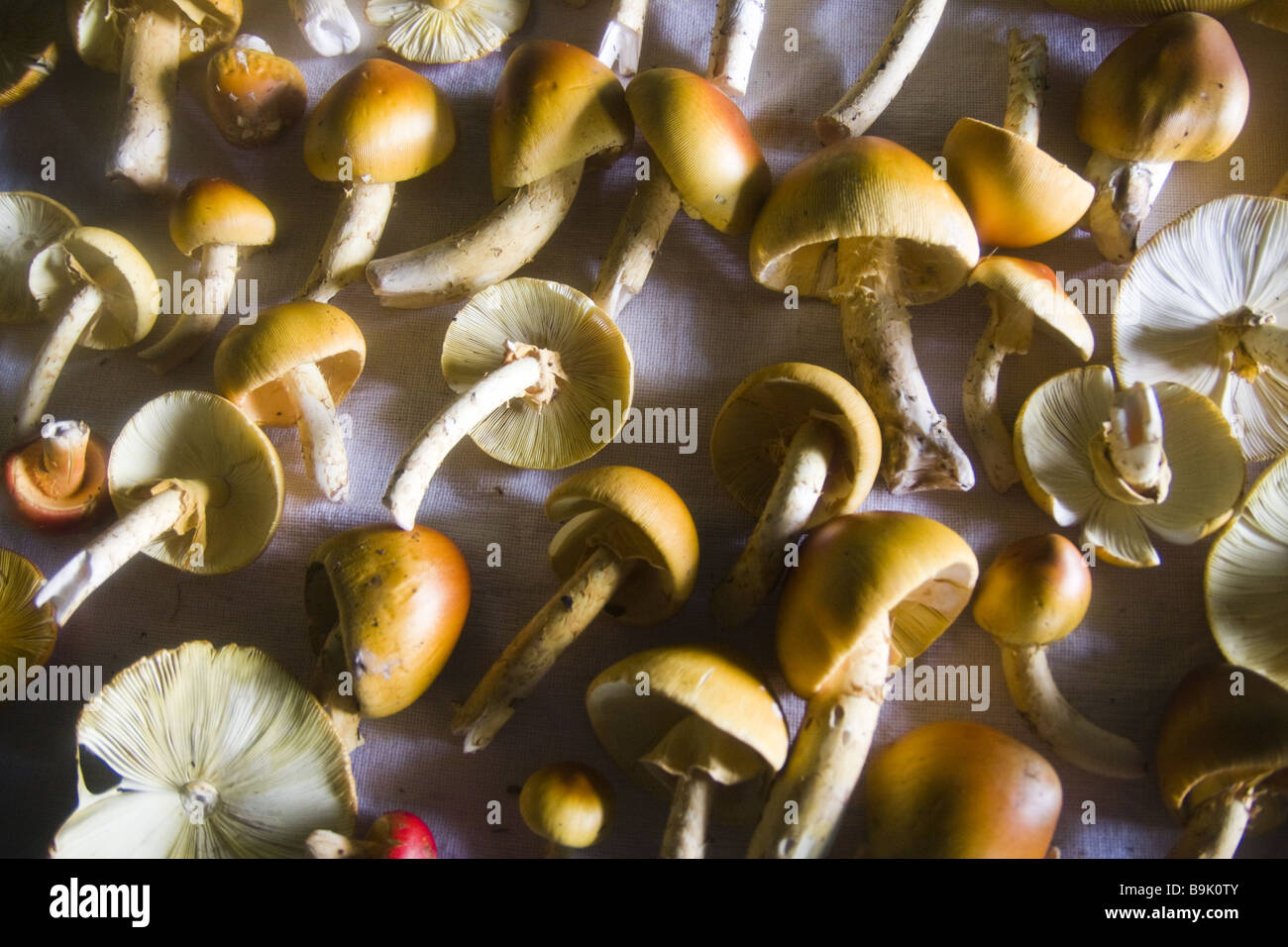 Champignons sauvages fraîchement cueillis le poser sur une table dans la Neveria, les montagnes de la Sierra Norte, Oaxaca, Mexique. Banque D'Images