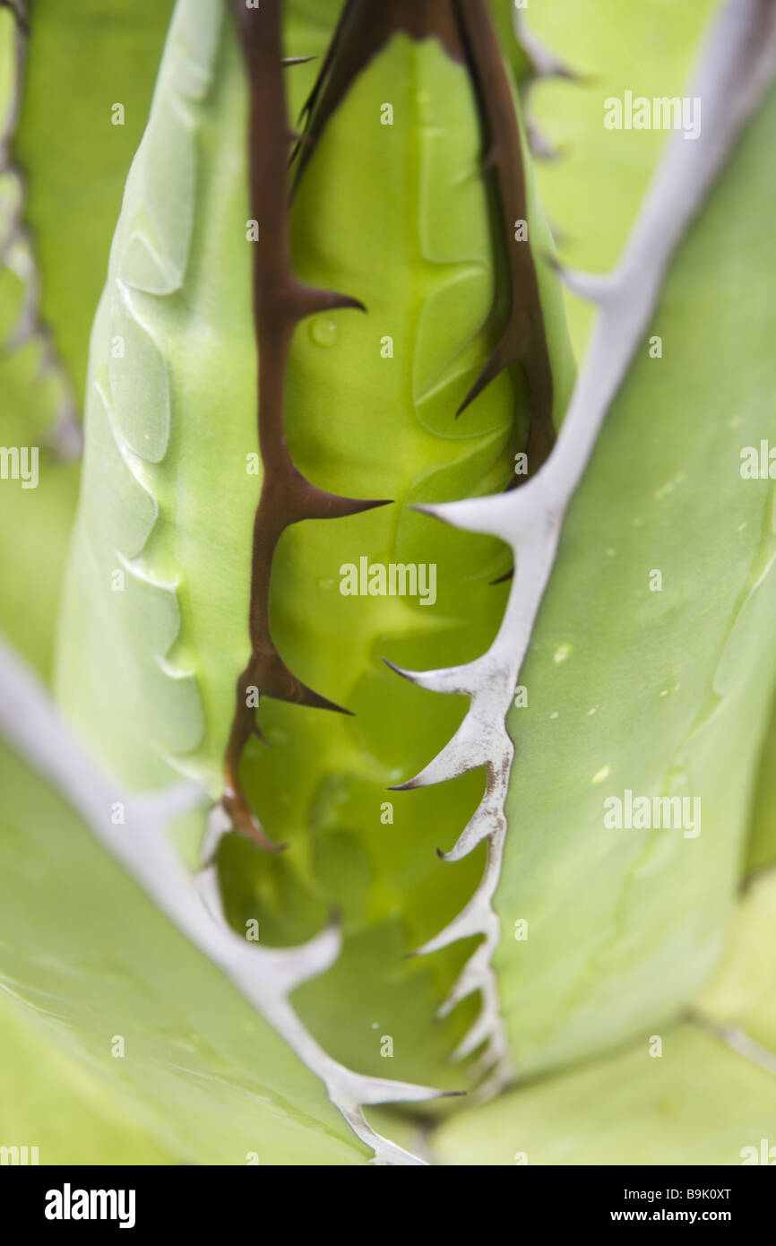 Un cactus maguey croît à l'Aztec site archéologique de Tepozteco, au-dessus de la ville de Tepoztlan, Morelos, Mexique Banque D'Images