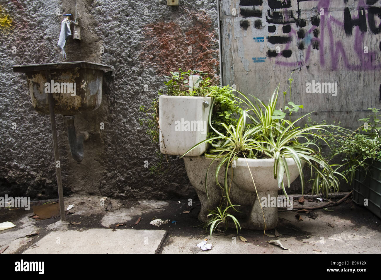 Les usines se développent à partir d'un siège des toilettes utilisées comme un semoir à Mexico, au Mexique. Banque D'Images