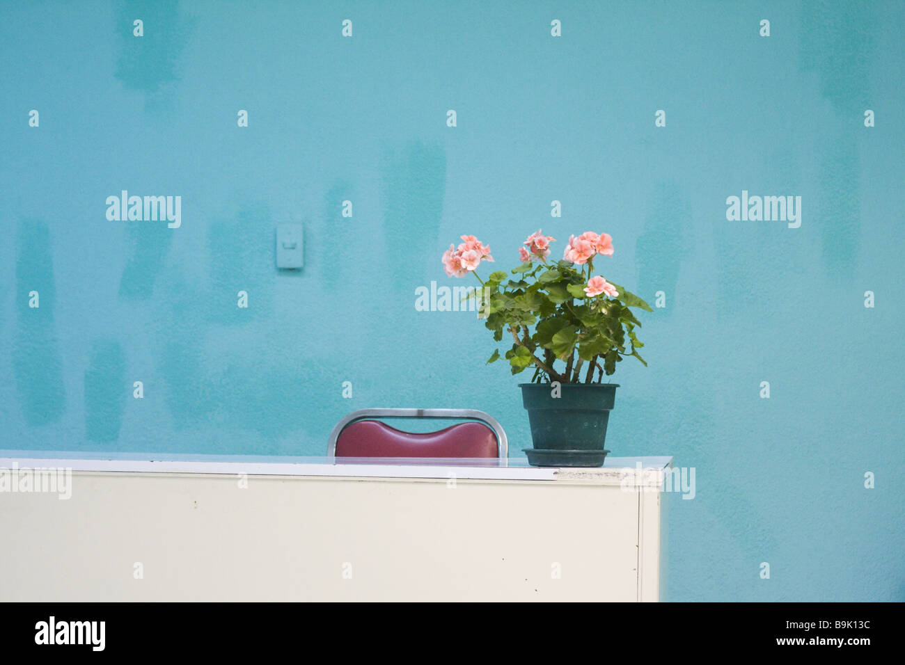 Fleurs en pot sur un bureau dans un bureau vide dans la ville de Mexico, Mexique. Banque D'Images