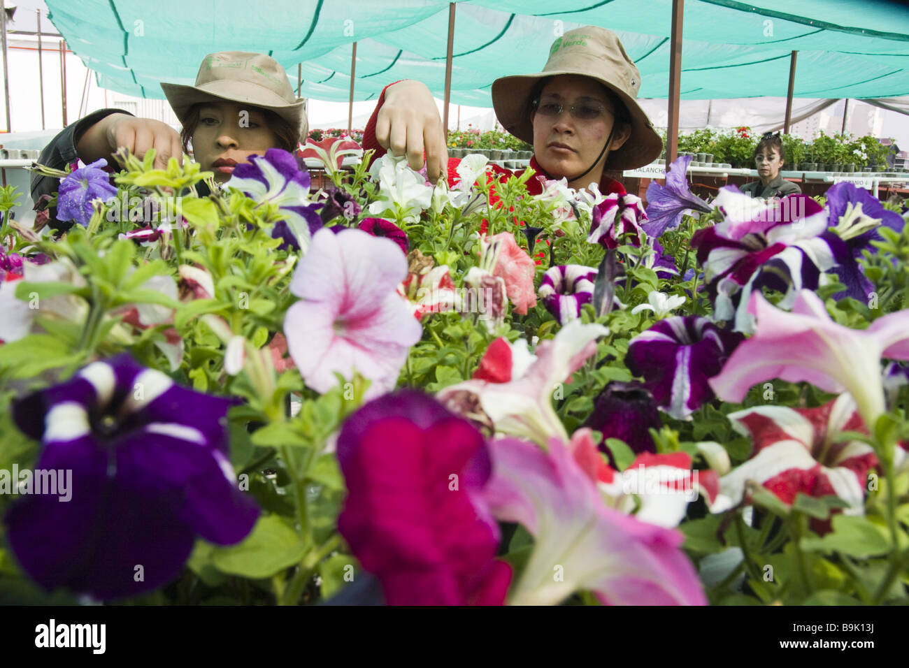 Les employés de travailler parmi les pots de fleurs sur le vaste toit-jardin d'SEDUVI à Mexico, au Mexique. Banque D'Images