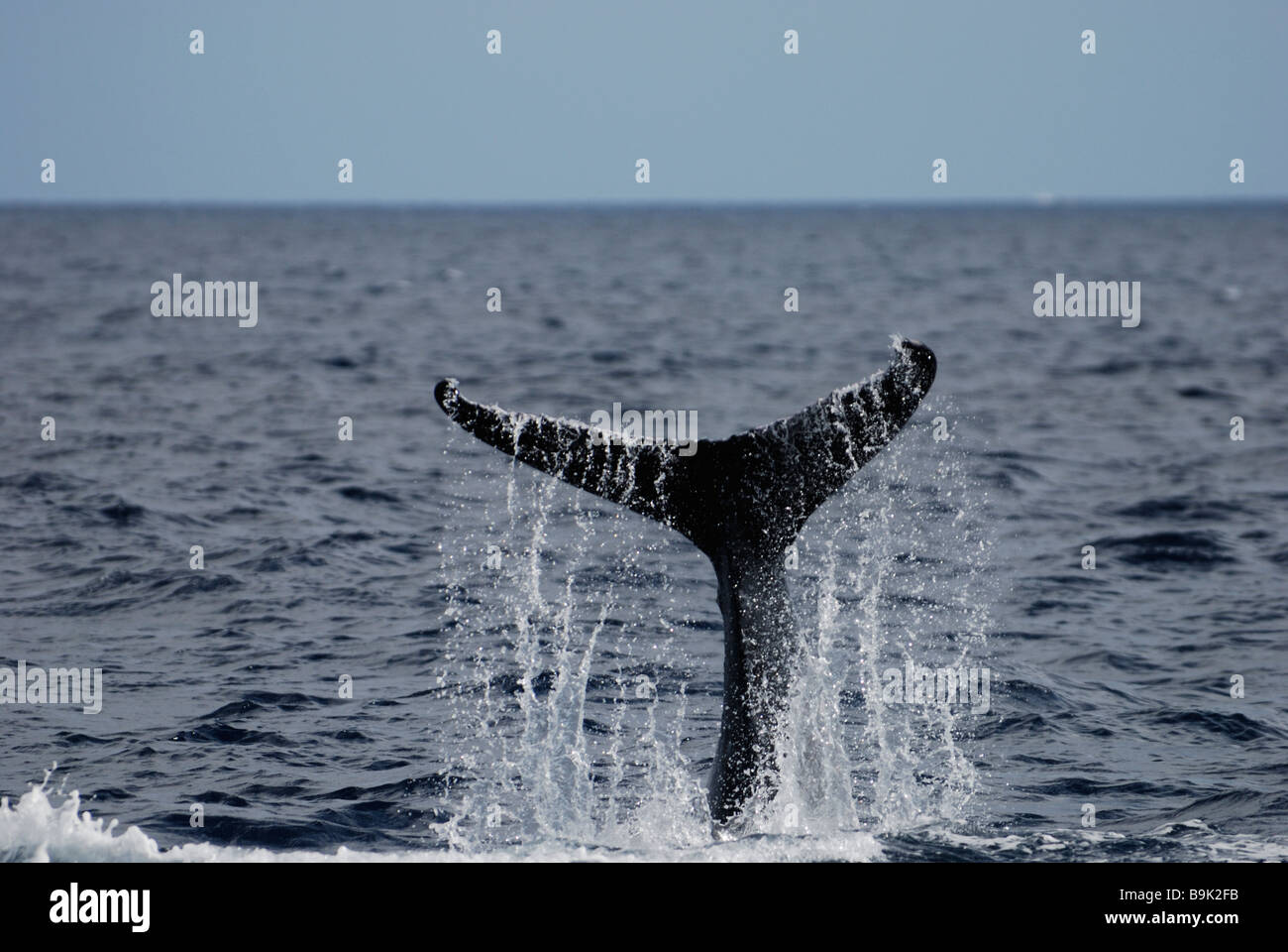 Baleine à bosse Megaptera novaeangliae veau tail slapping ha apai tonga Banque D'Images