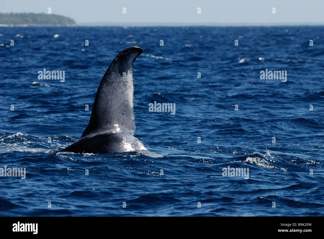 Baleine à bosse Megaptera novaeangliae fluke queue Ha apai Tonga Océan Pacifique Sud Banque D'Images