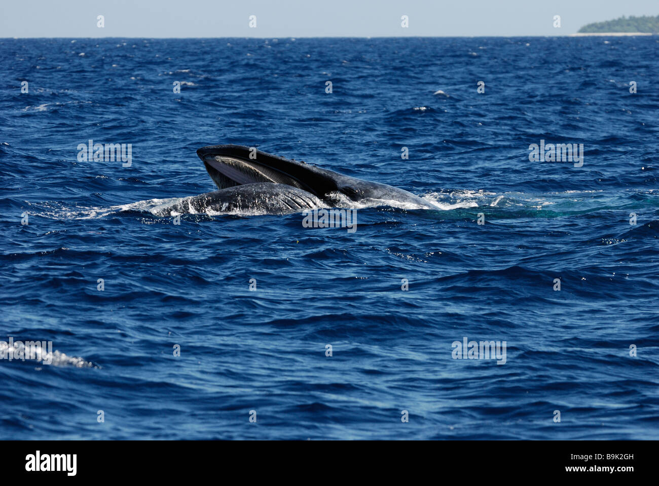 Baleine à bosse Megaptera novaeangliae avec bouche ouverte sur surface Ha apai Tonga Océan Pacifique Sud Banque D'Images