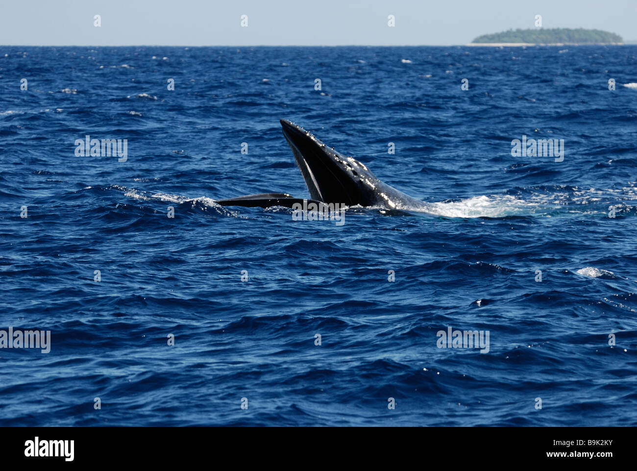 Baleine à bosse Megaptera novaeangliae avec bouche ouverte sur surface Ha apai Tonga Océan Pacifique Sud Banque D'Images