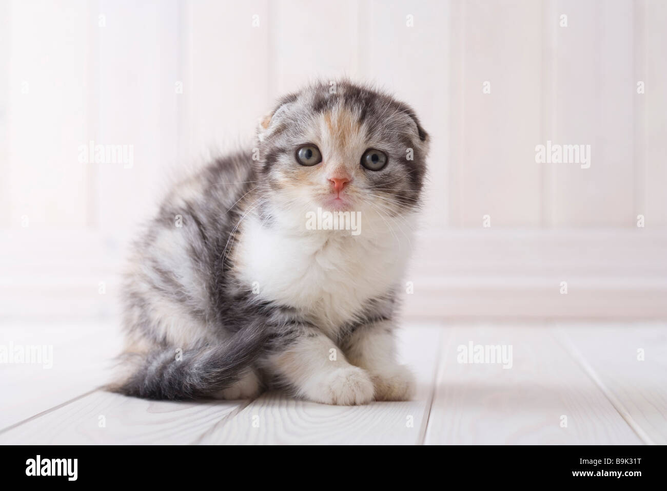 Scottish Fold assis Banque D'Images