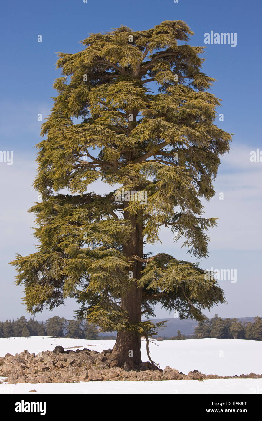 Cèdre de l'Atlas Cedrus atlantica en hiver dans les montagnes du Moyen Atlas au Maroc Banque D'Images