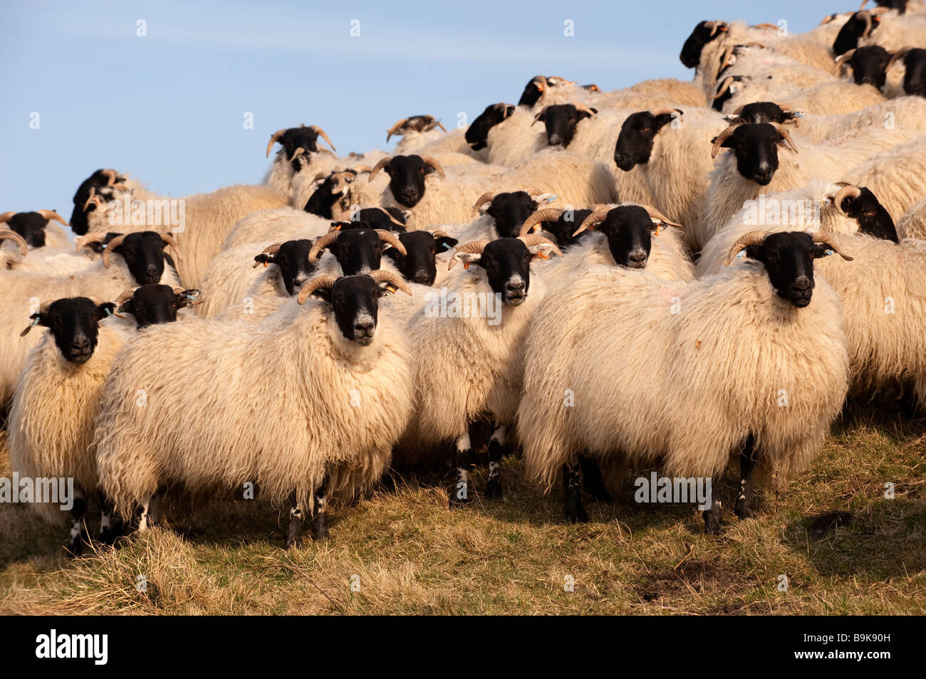 Type de Hexham hoggs gimmer Blackface au printemps, Northumberland Banque D'Images