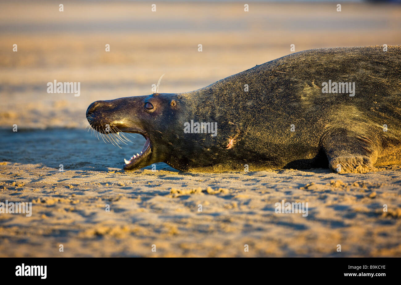 Phoque gris Halichoerus grypus homme vocalisant Lincolnshire Décembre 2008 Banque D'Images