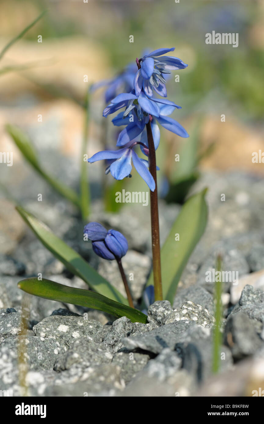 Scilla siberica plantes parmi le gravier dans un lit de fleurs alpines Banque D'Images