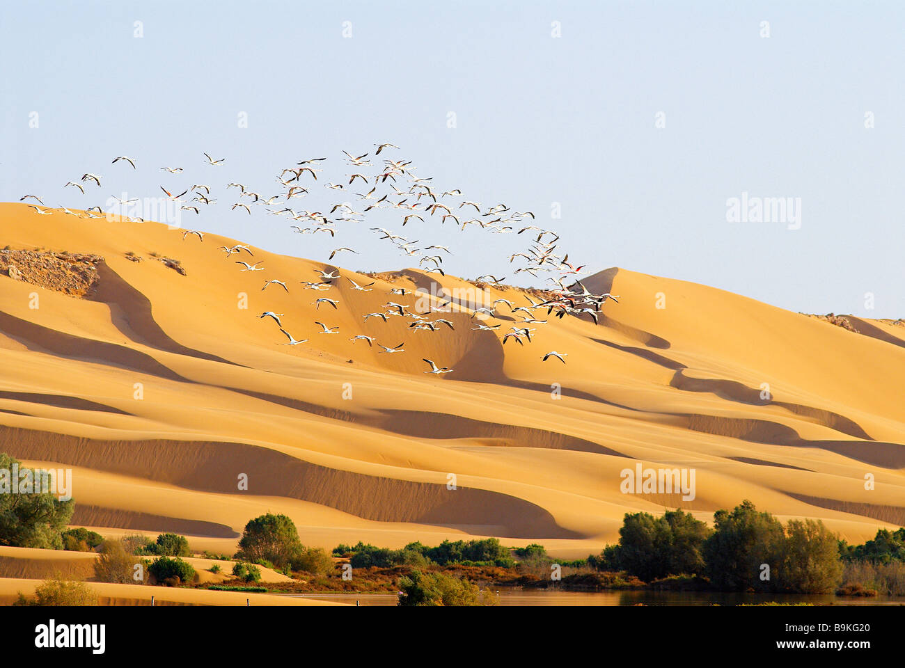 Le Maroc, dans le sud du Maroc, région de Laayoune, désert et laguna, les oiseaux migrateurs, des flamants roses (ancien Sahara espagnol) Banque D'Images