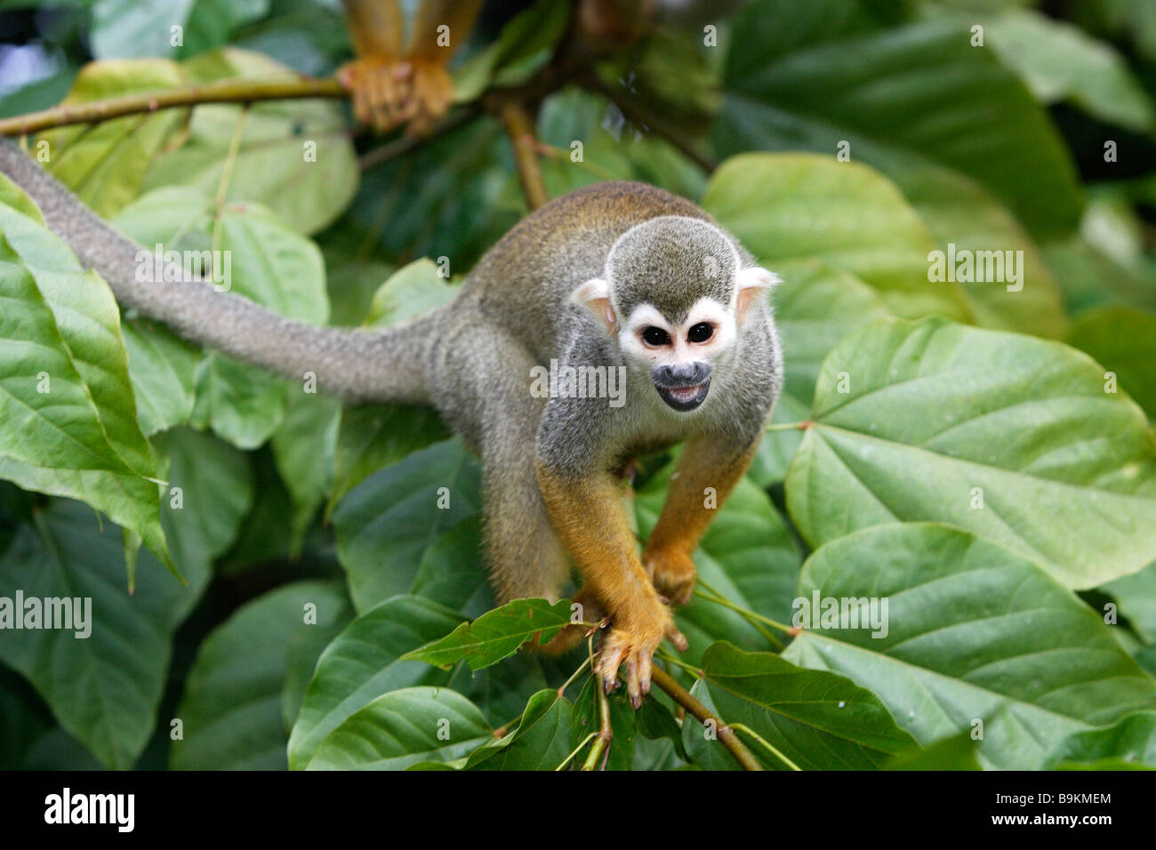 Politique singe écureuil (Saimiri sciureus) sur une branche Banque D'Images