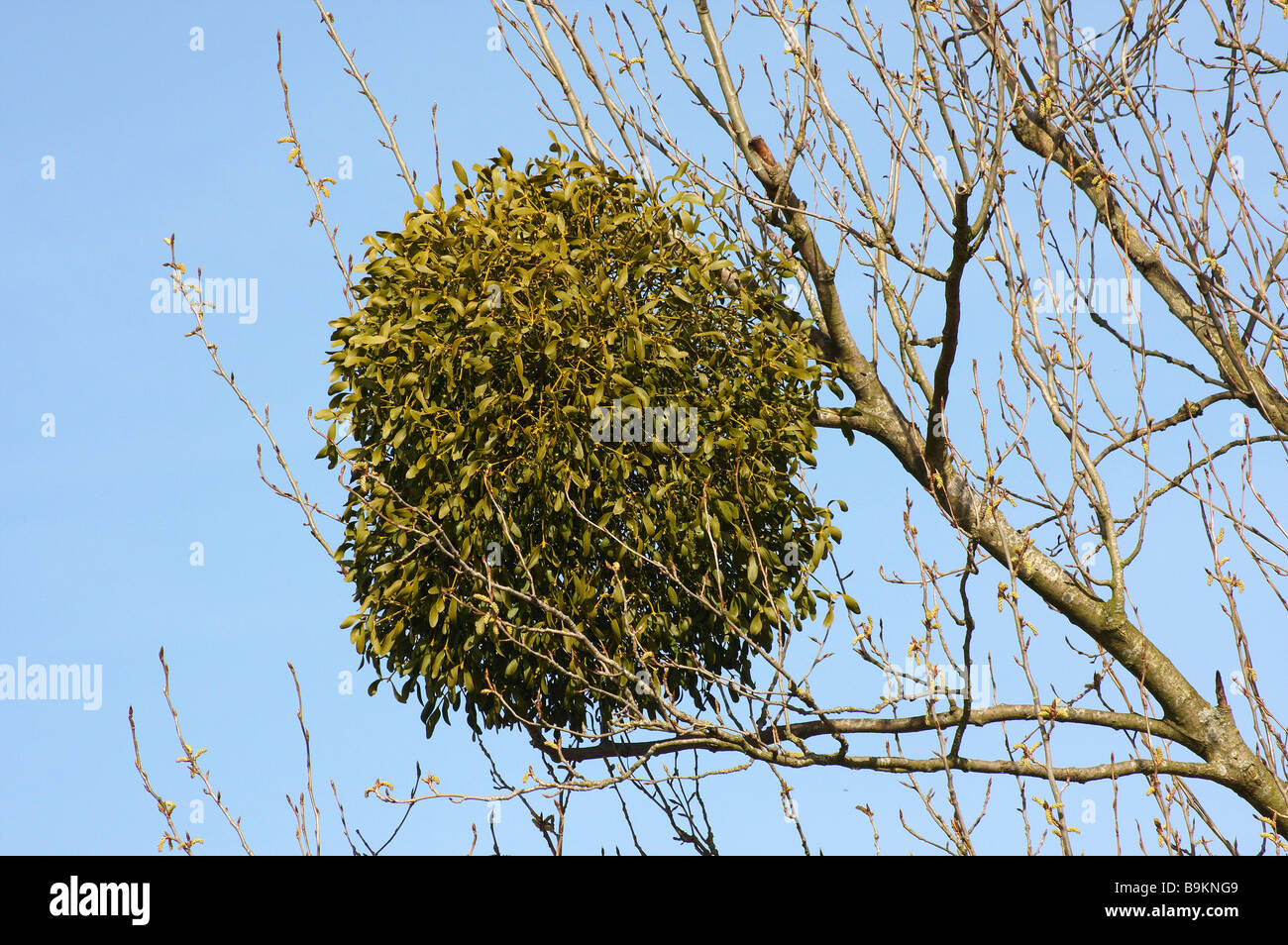 Touffe de gui growing on tree Banque D'Images