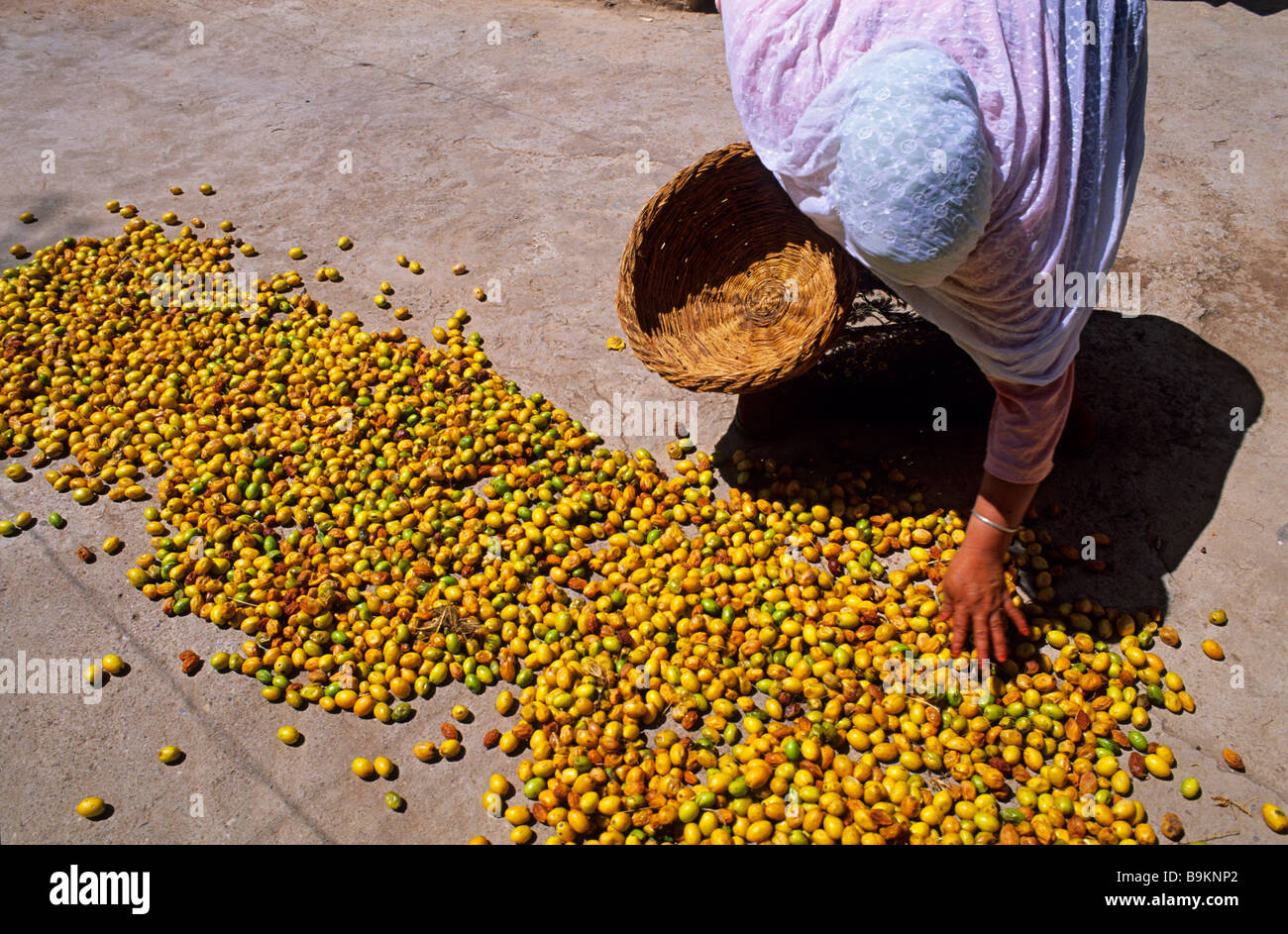 Le Maroc, Ait Baha, le séchage sur un toit d'argan Banque D'Images