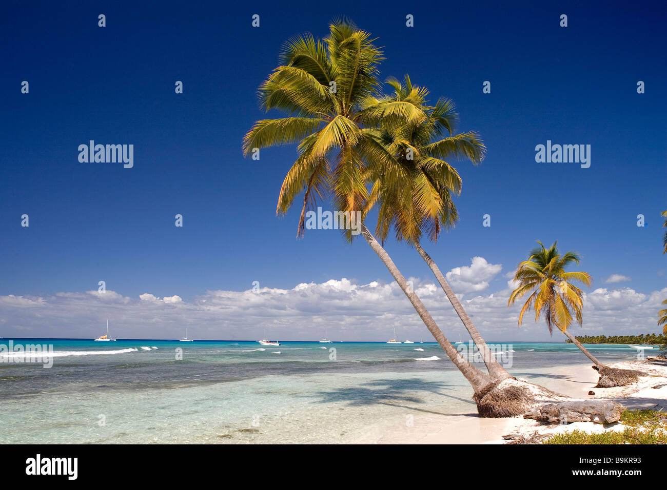 République dominicaine, La Altagracia province, Isla Saona, cocnut tree Banque D'Images