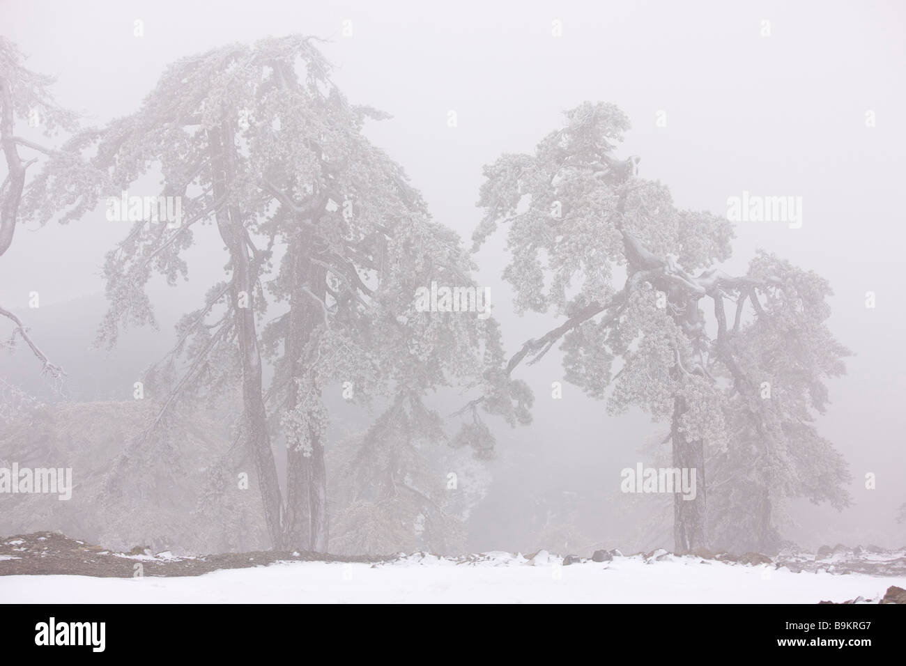 L'ancienne forêt de pins noirs Pinus nigra ssp pallasiana dans la neige et le brouillard verglaçant élevé dans les montagnes Troodos Chypre grec au sud Banque D'Images