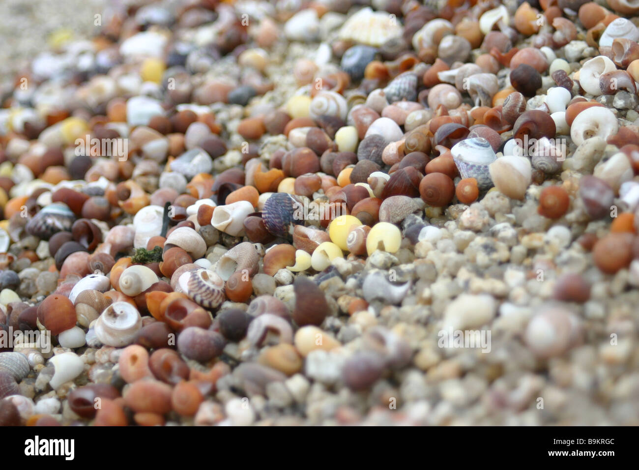 Coquillages sur la plage de Porth Hellick Banque D'Images