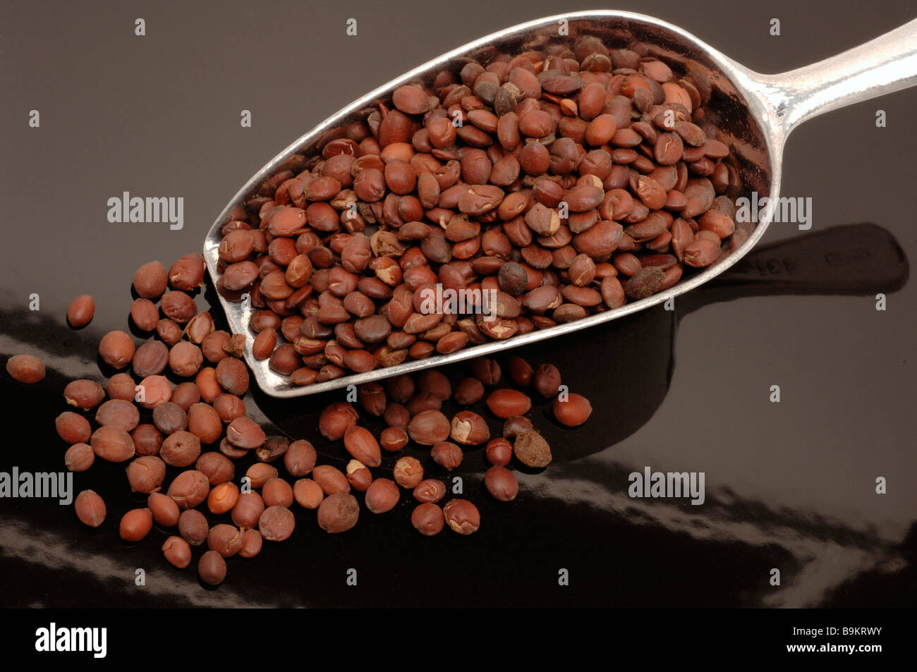 Les semences de plantes médicinales chinoises épineuse Stacheljujube ziziphus jujuba var spinosa date Banque D'Images
