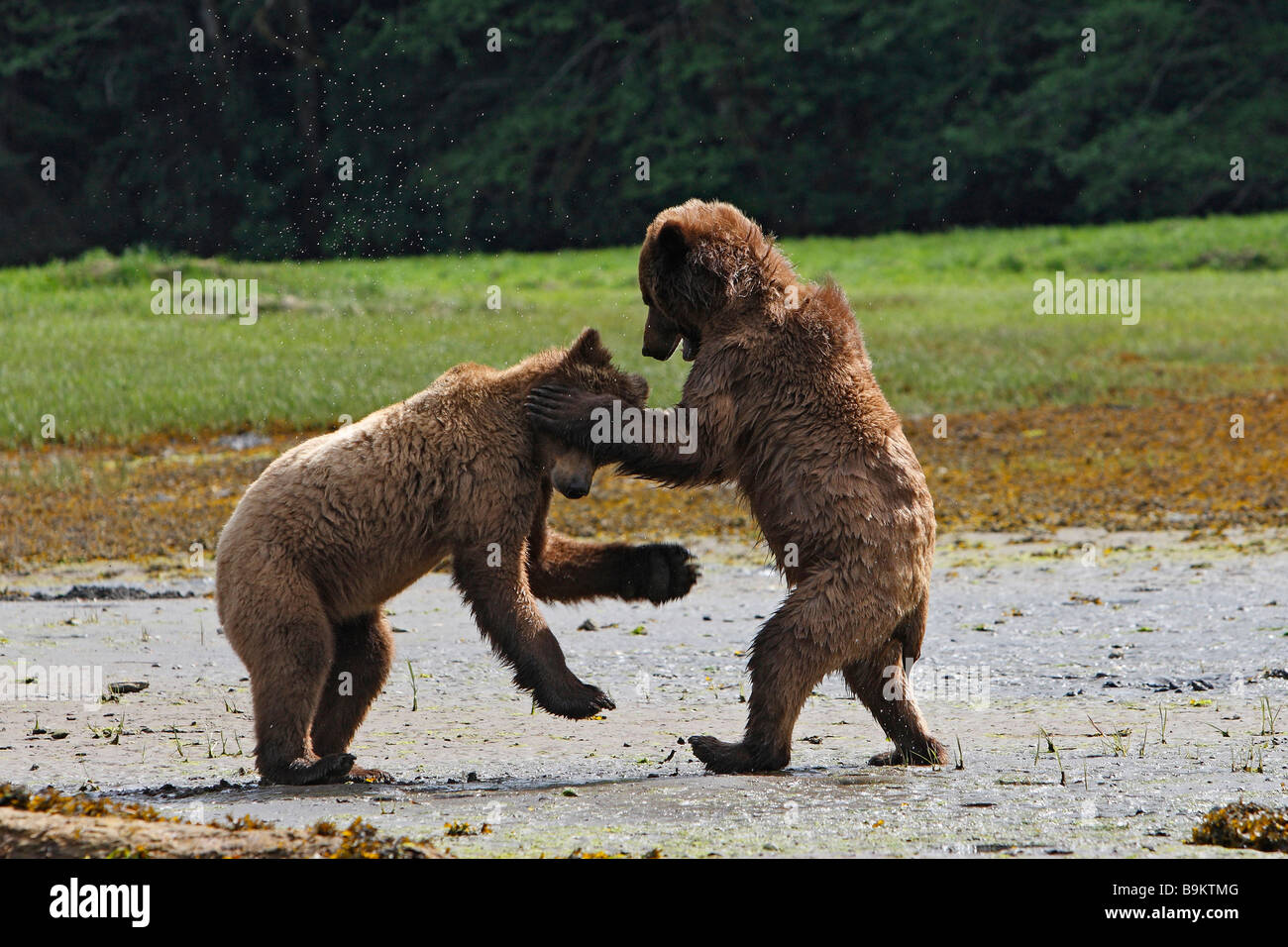 Ours grizzli (Ursus arctos horribilis). Deux personnes qui se battent pour la nourriture Banque D'Images