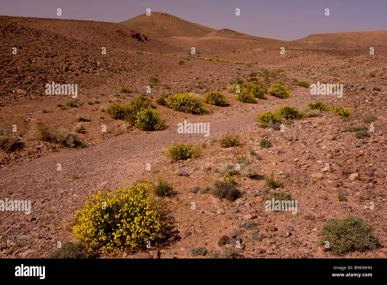 Harrow Ononis angustissima reste dans les vallées sèches de l'hamada désert pierreux sur le bord du Sahara près de Ouarzazade Banque D'Images
