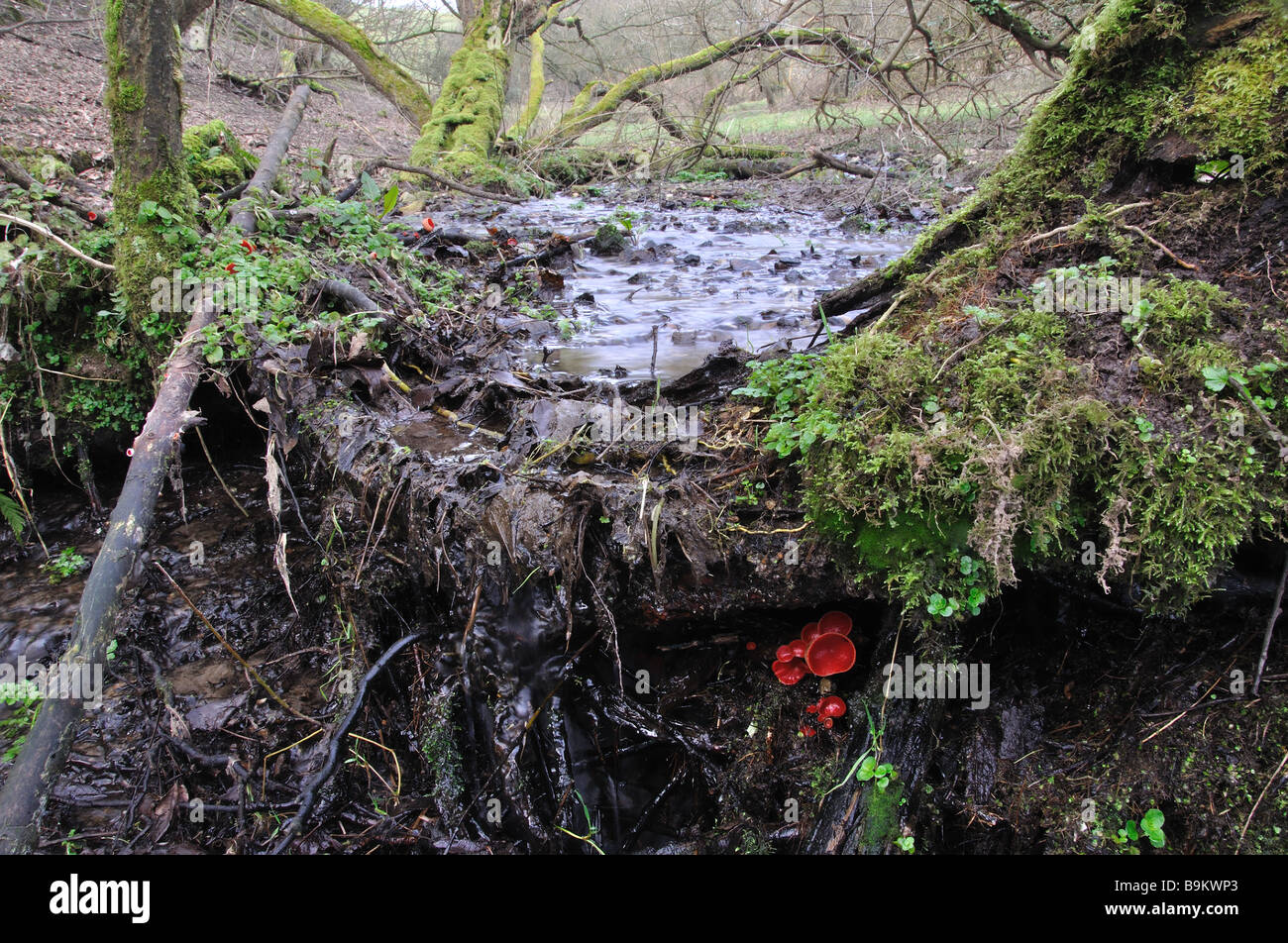 Scarlet champignons Elf tasse sous arborescence en stream Banque D'Images