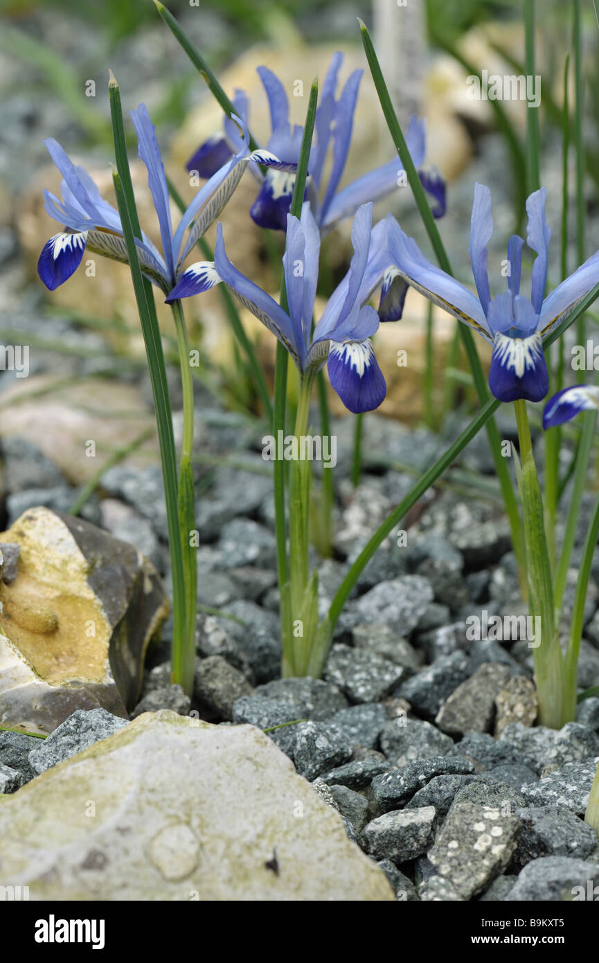 La floraison précoce iris Iris nain Edward dans un jardin alpin chambres Banque D'Images