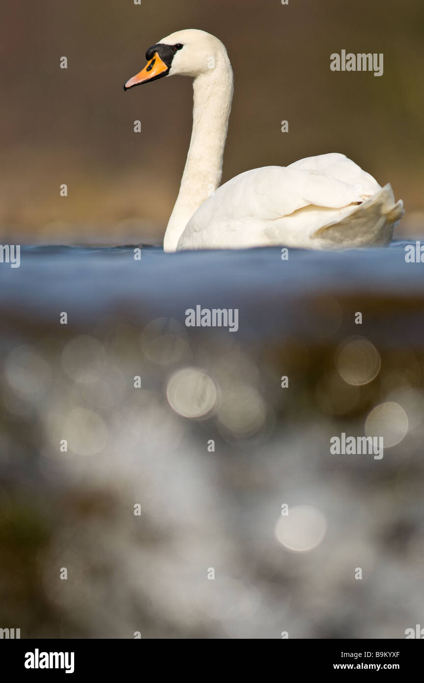 Cygne tuberculé natation adultes avec un ensemble à l'avant-plan. Banque D'Images