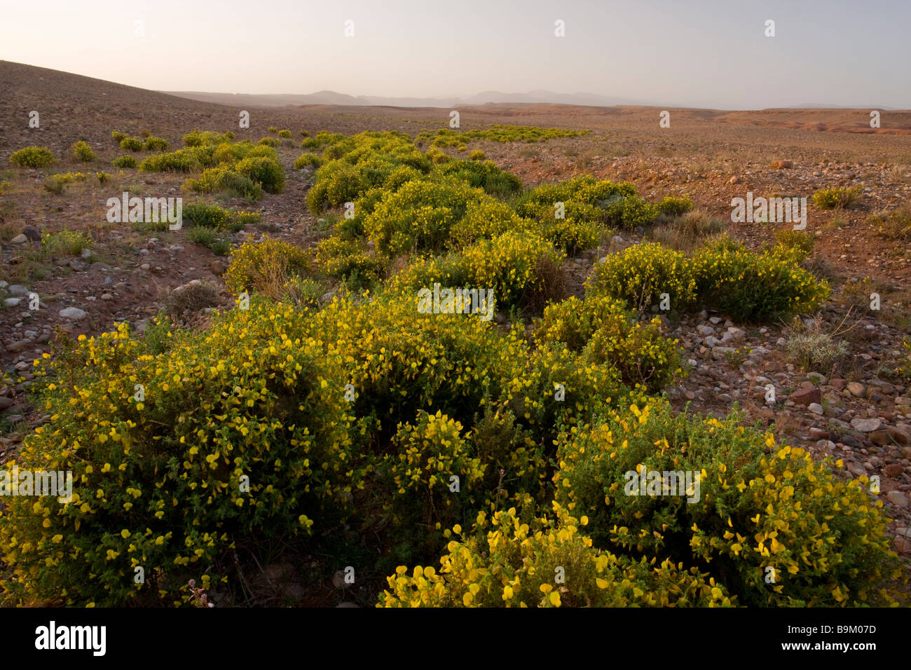 Harrow Ononis angustissima reste sec, vallées de désert pierreux hamada limite du Sahara, dans le sud du Maroc près de Ouarzazade Banque D'Images