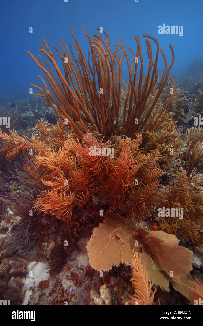Colonie de coraux mous, y compris les tiges de la mer et d'un ventilateur de mer Bonaire Banque D'Images