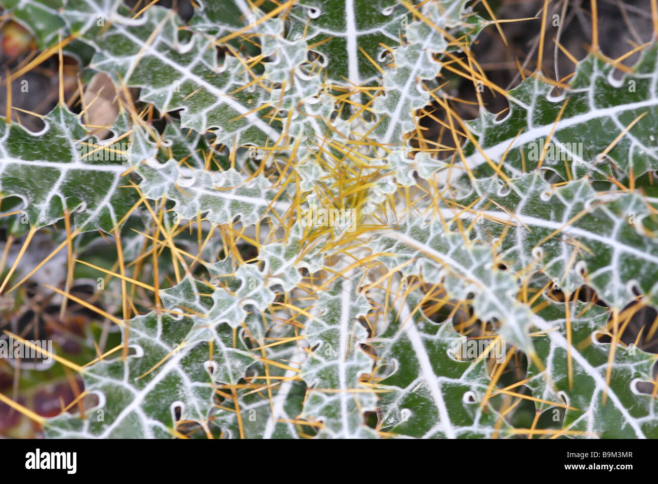 Plantes Piquantes en Espagne Banque D'Images