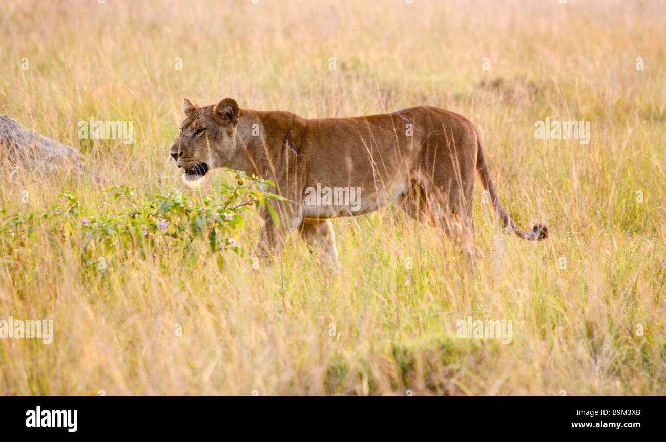 Lionne sur le prowl pour matin les proies dans le Parc national Queen Elizabeth, en Ouganda Banque D'Images