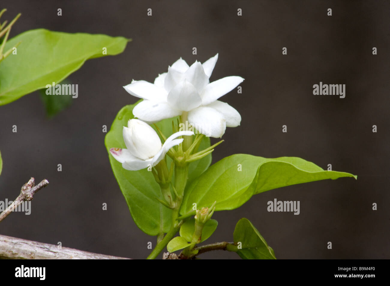 Usine de jasmin thé arabe et de fleurs Banque D'Images