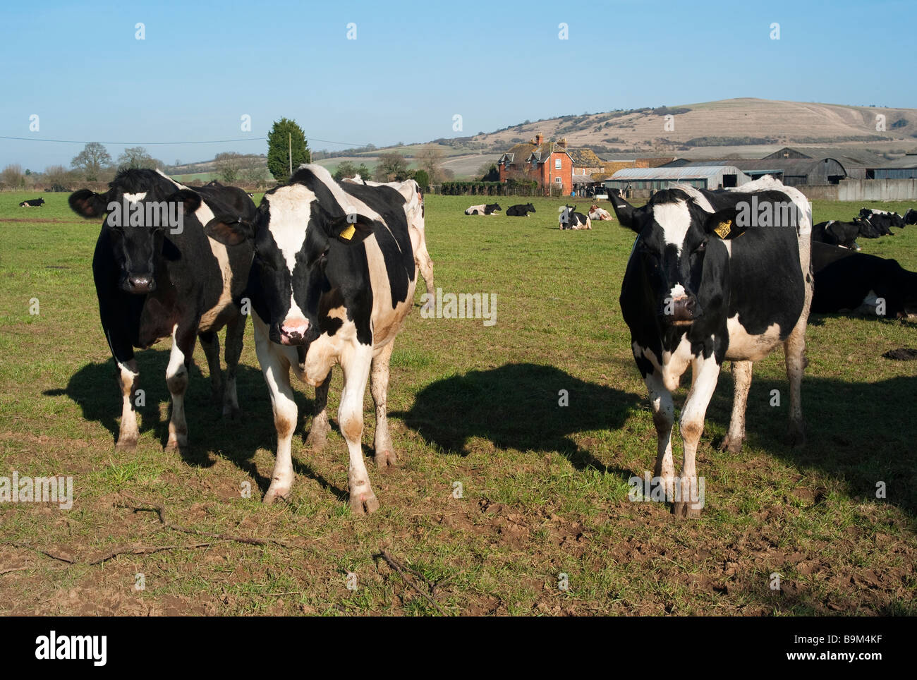 Les vaches noires et blanches dans un champ dans le Wiltshire England UK UE Bromham Banque D'Images