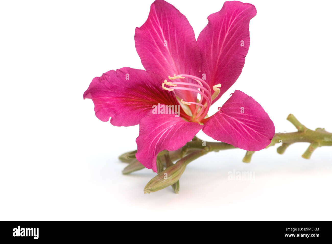 Orchid tree flower Banque D'Images