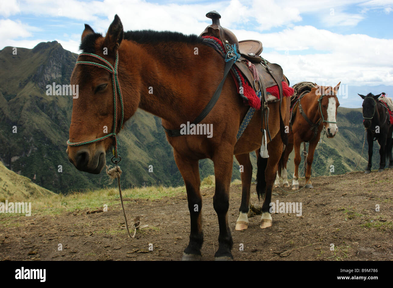 Randonnées à cheval dans les Andes, l'Equateur Banque D'Images