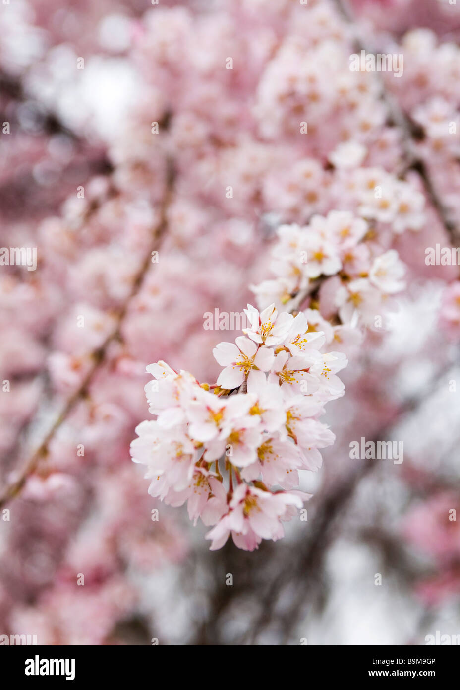 Fleurs de cerisier japonais Banque D'Images