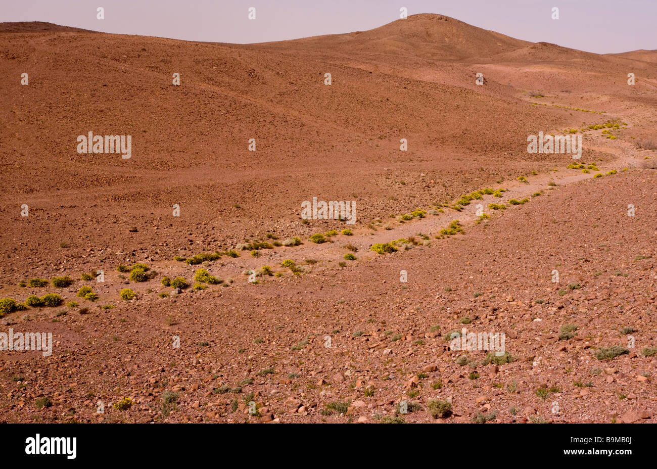 Une herse Ononis angustissima reste dans les vallées sèches de l'hamada désert pierreux sur le bord du Sahara près de Ouarzazade Banque D'Images