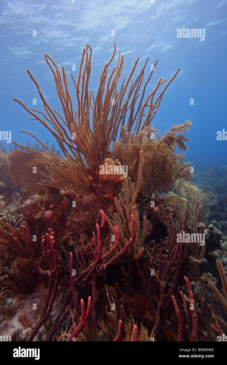 Colonie de coraux mous, y compris les tiges de la mer et d'un ventilateur de mer Bonaire Banque D'Images