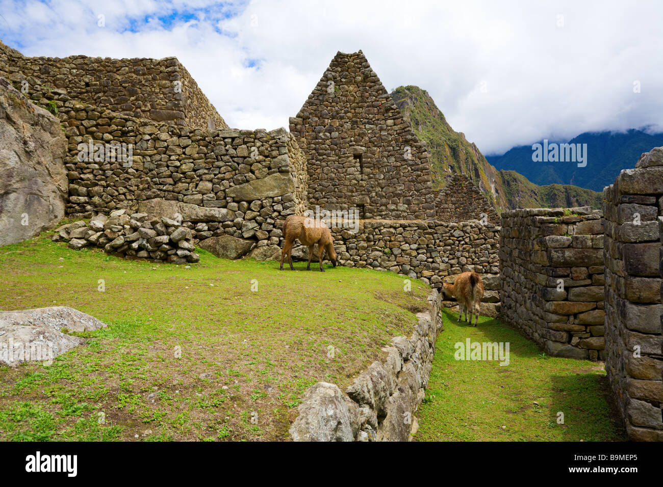 Le lama au Machu Picchu Banque D'Images