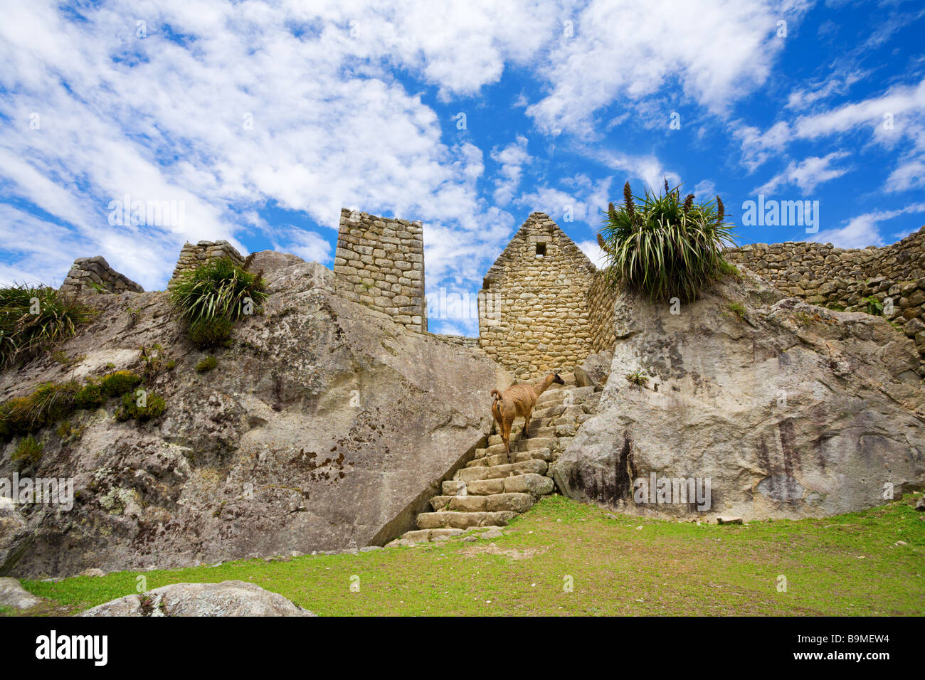 Le lama au Machu Picchu Banque D'Images