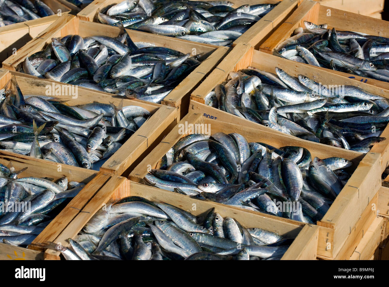 France, Pyrénées Orientales, Port Vendres, de retour de la pêche, l'arrivée  de sardines Photo Stock - Alamy