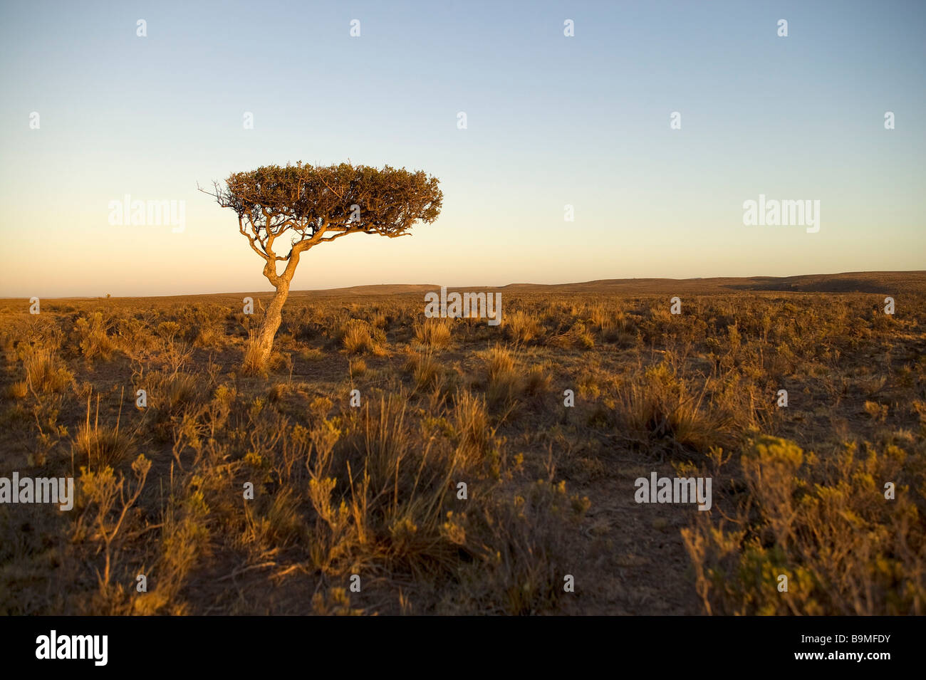 L'Argentine, en Patagonie, Province de Santa Cruz, Puerto Deseado Banque D'Images