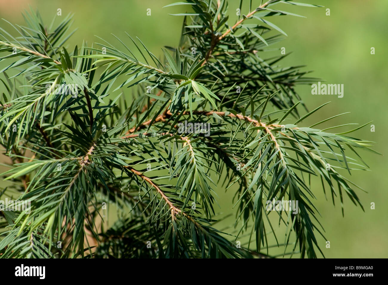 Melaleuca alternifolia arbre Banque D'Images