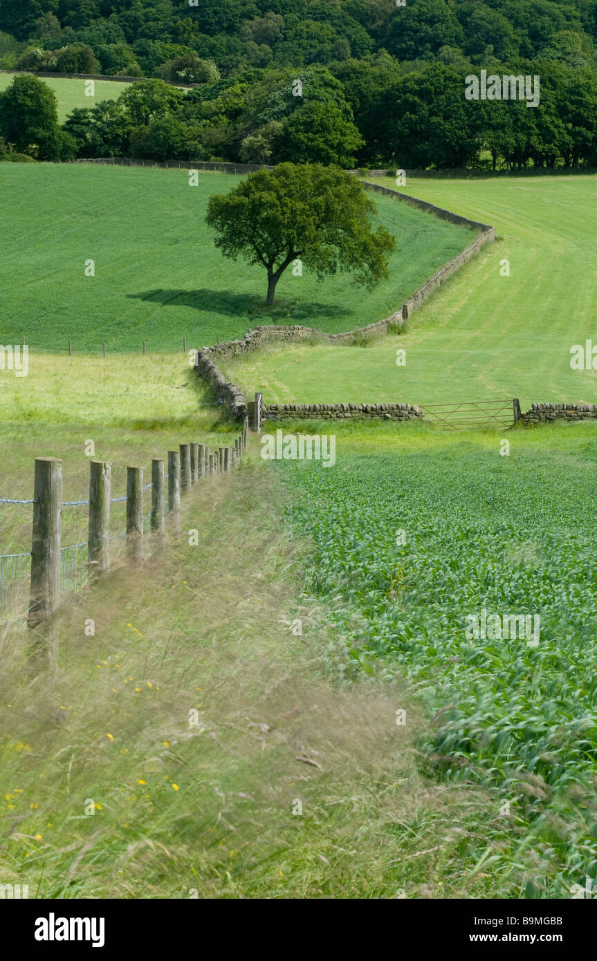 Une vue sur les limites des champs suivants dans une vallée boisée. Banque D'Images