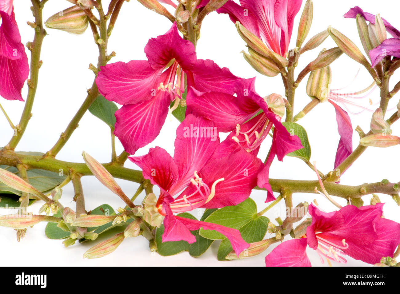 La floraison des rameaux de l'arbre d'Orchidée Banque D'Images