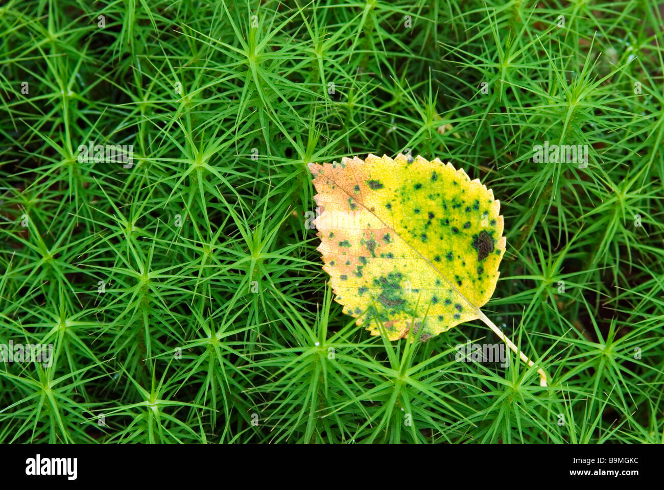 Feuille de bouleau d'argent assis sur une mousse verte en automne Banque D'Images